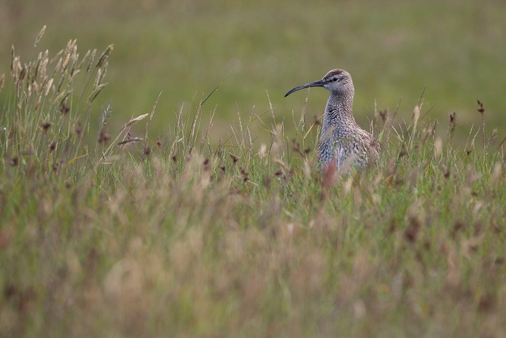 Regenbrachvogel